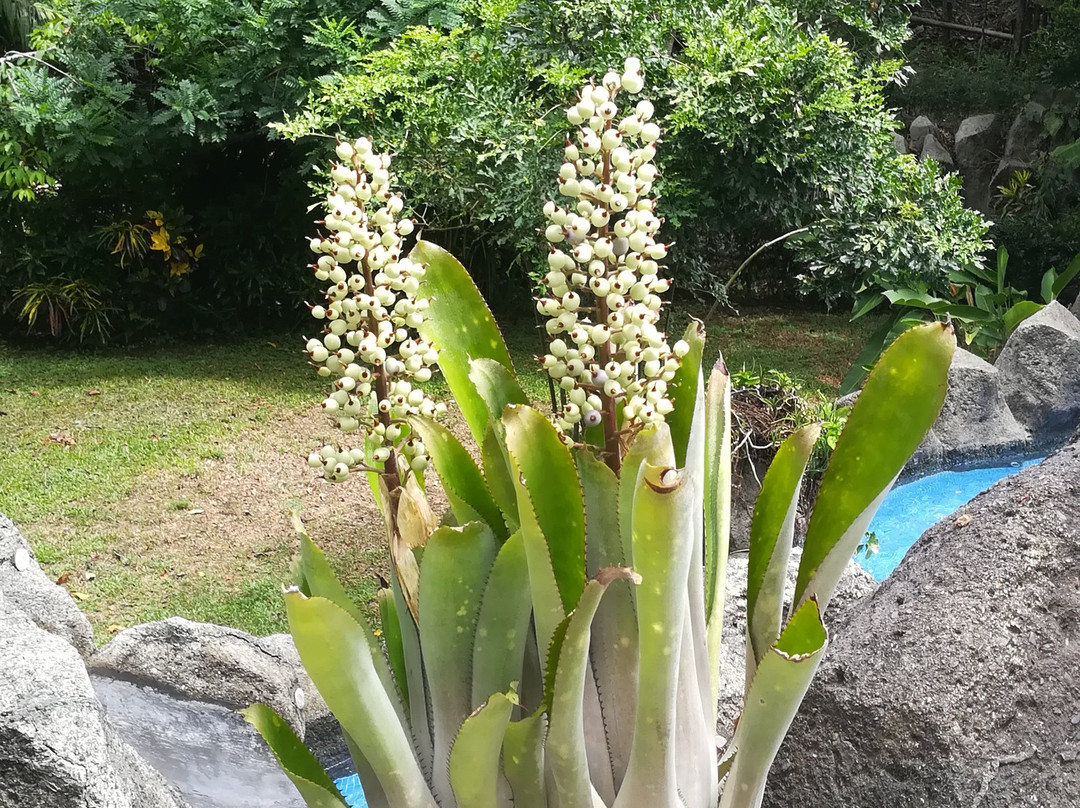 Pumilio Mountain & Ocean Hotel主图