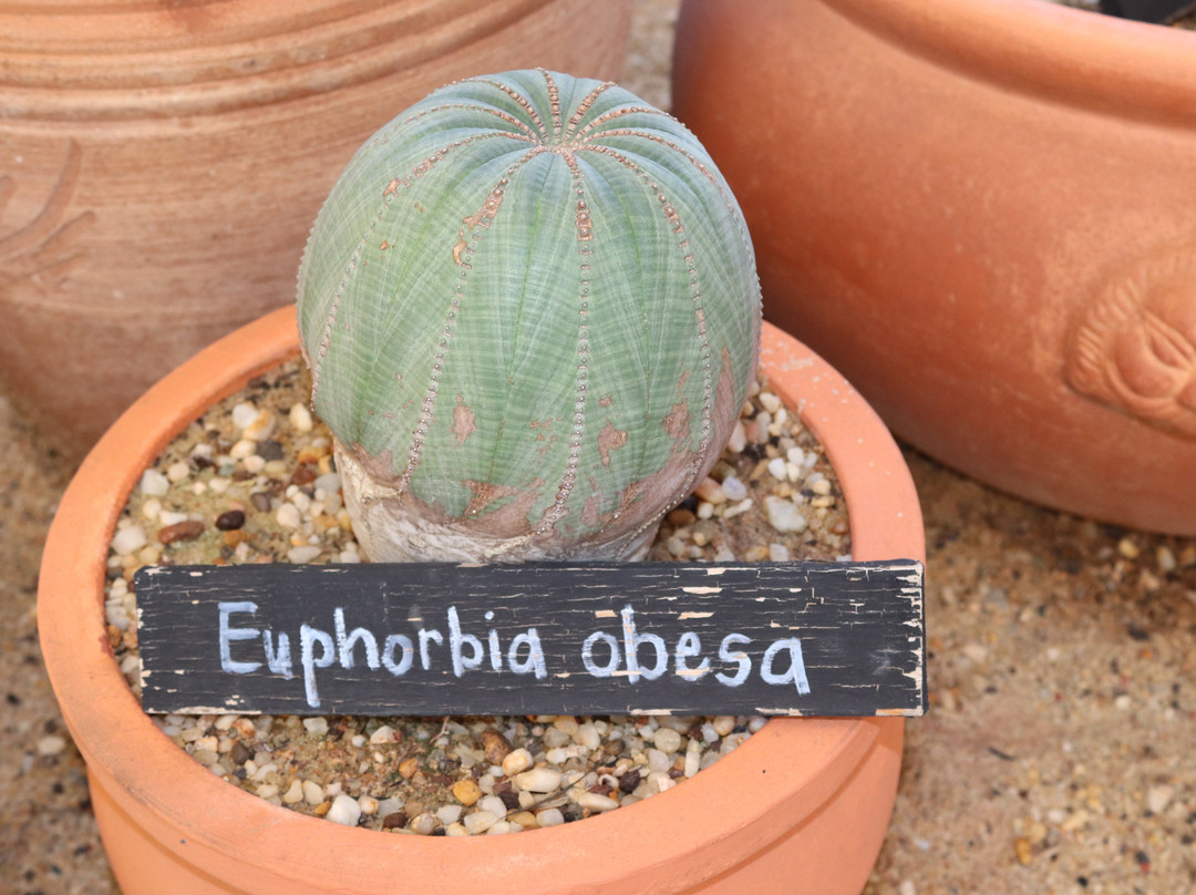 Kokerboom Kwekery Nursery-Vanrhynsdorp必去景点