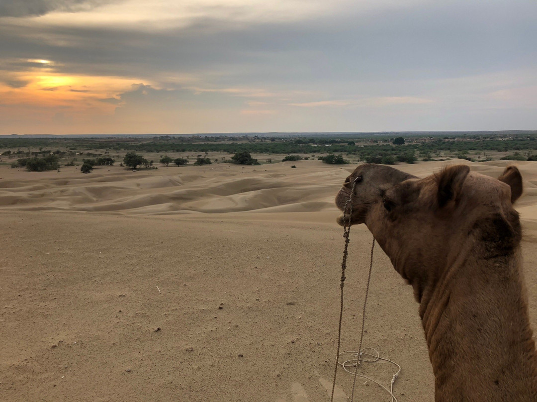 Mr. Sodha's Safari景点图片