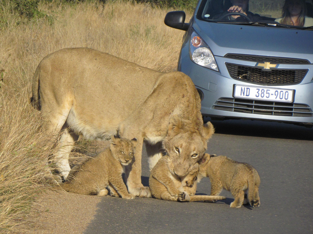 KrugerSafariNow