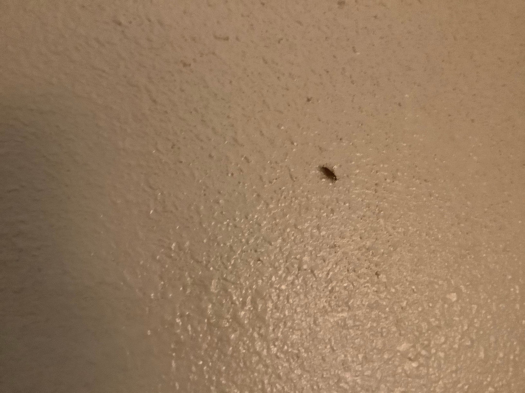 Super 8 by Wyndham Manning主图