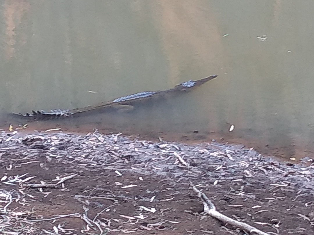 Windjana Gorge National Park景点图片
