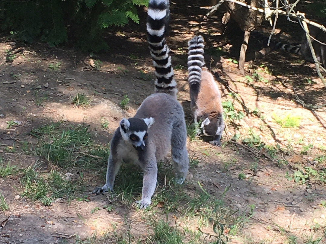 Veszprem Zoo景点图片