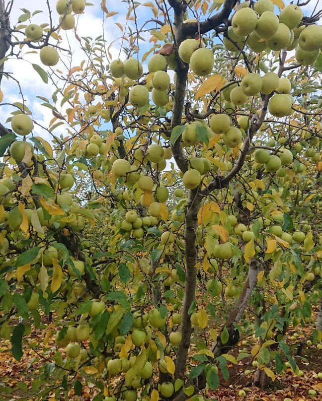 The Fruit Corner景点图片