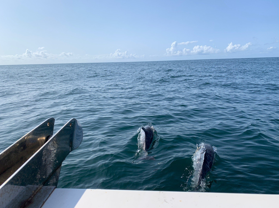 Whale Watch West Cork景点图片