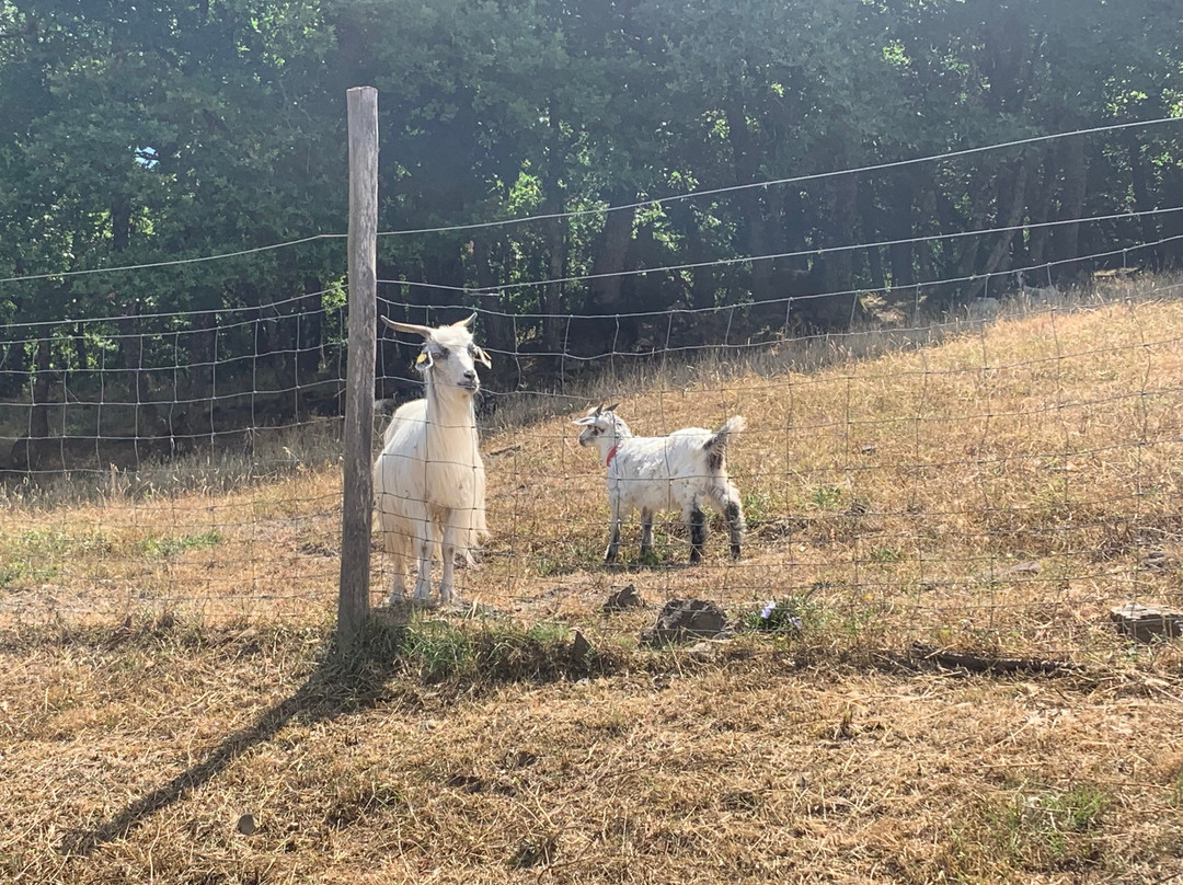 Chianti Cashmere Goat Farm-拉达因基安蒂必去景点