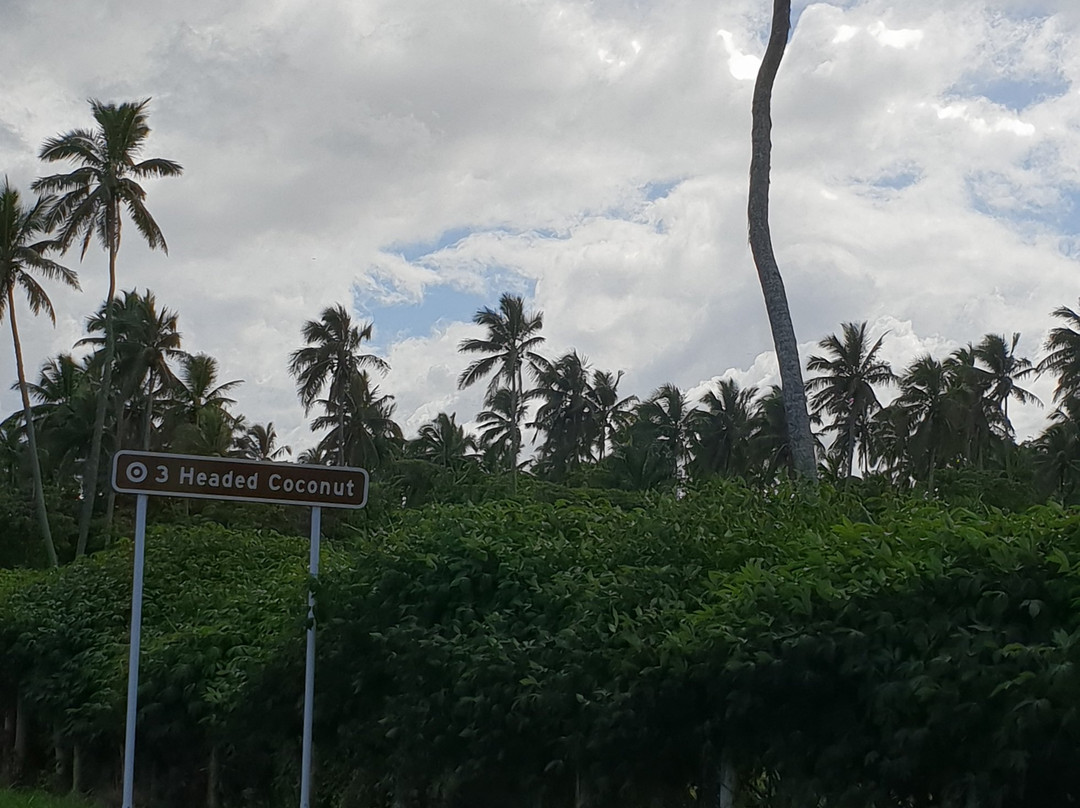 3 Headed Coconut景点图片