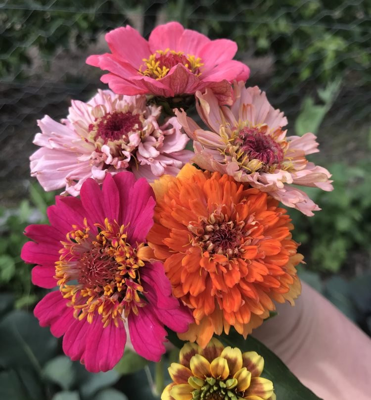 OrcaSong Farm-Eastsound必去景点