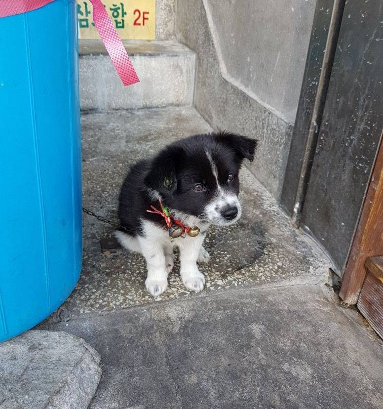 庆州蓝艇旅馆主图