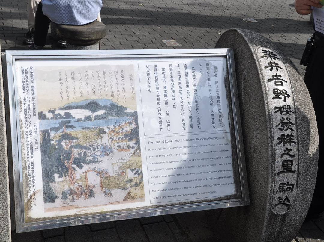 Someiyoshino Sakura Memorial Park-Komagome必去景点