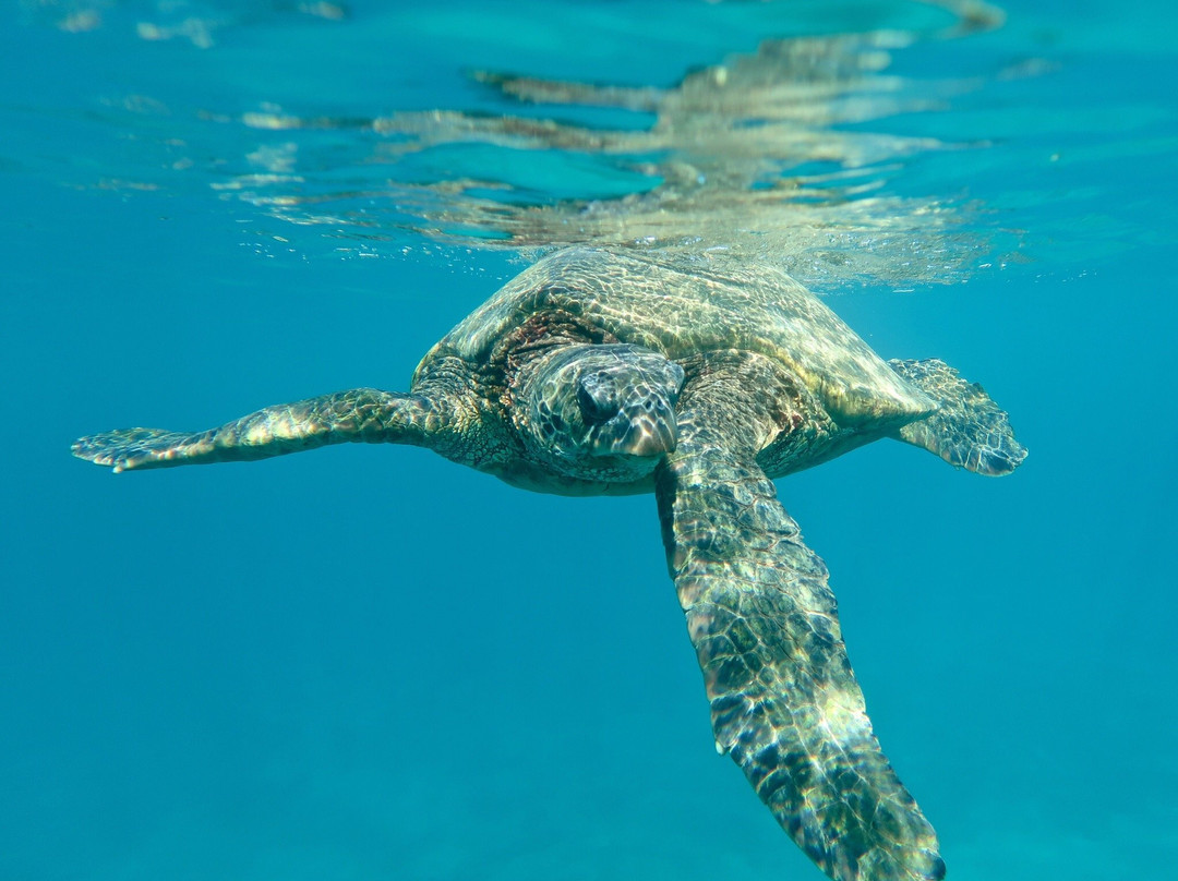 Paddle On! Maui Private Tours景点图片