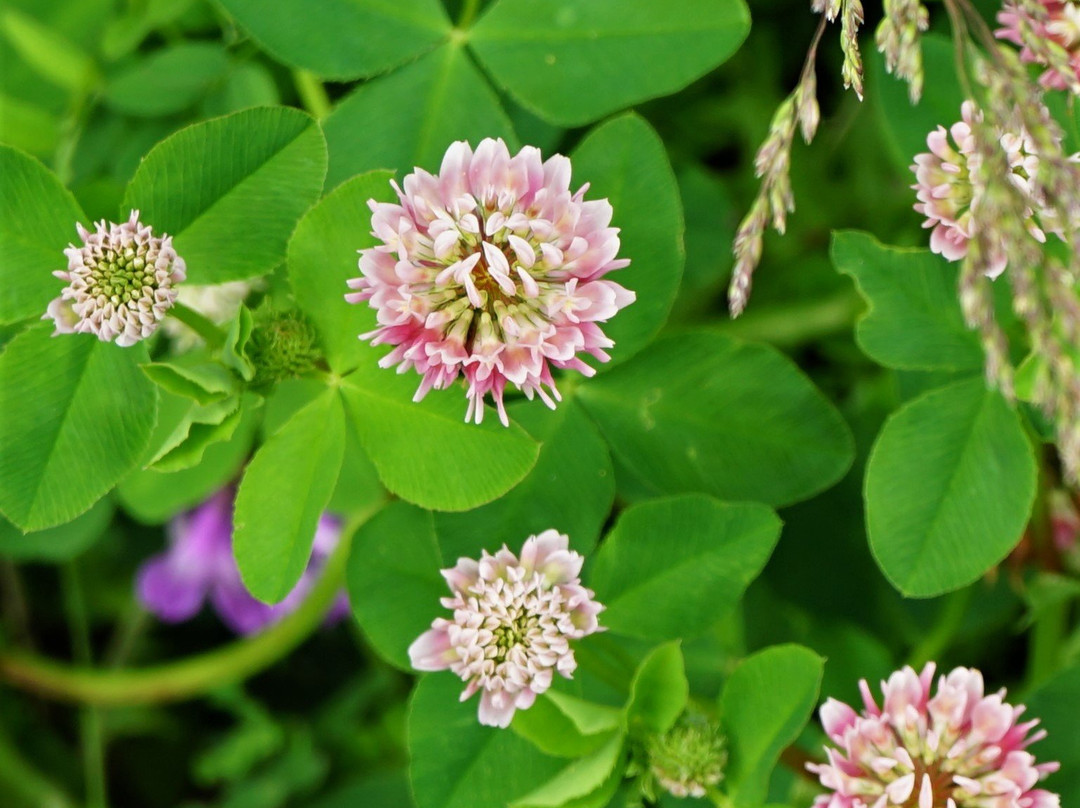 Big Bog State Recreation Area-Waskish必去景点