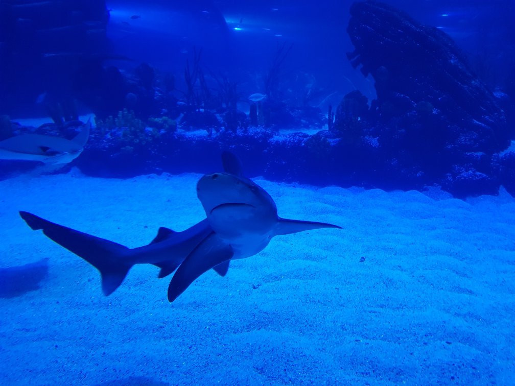 Atlantis Aquarium Madrid