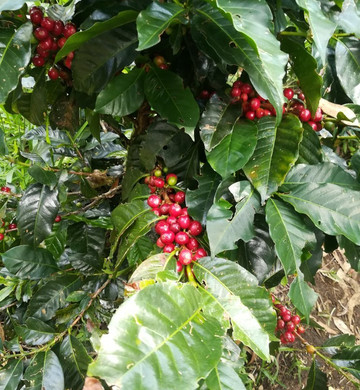 Finca Momota-萨伦托必去景点