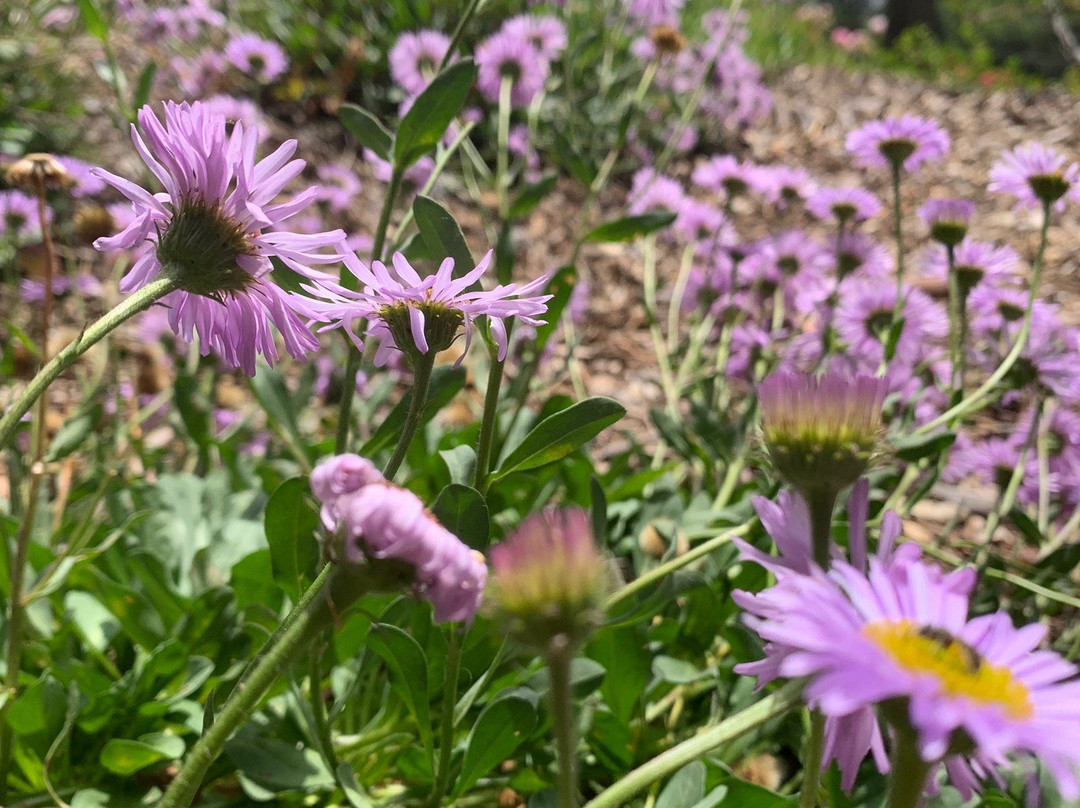 Berkeley Municipal Rose Garden-伯克利必去景点