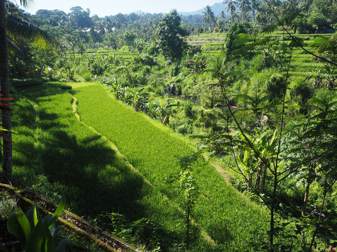 Lotus Guesthouse主图