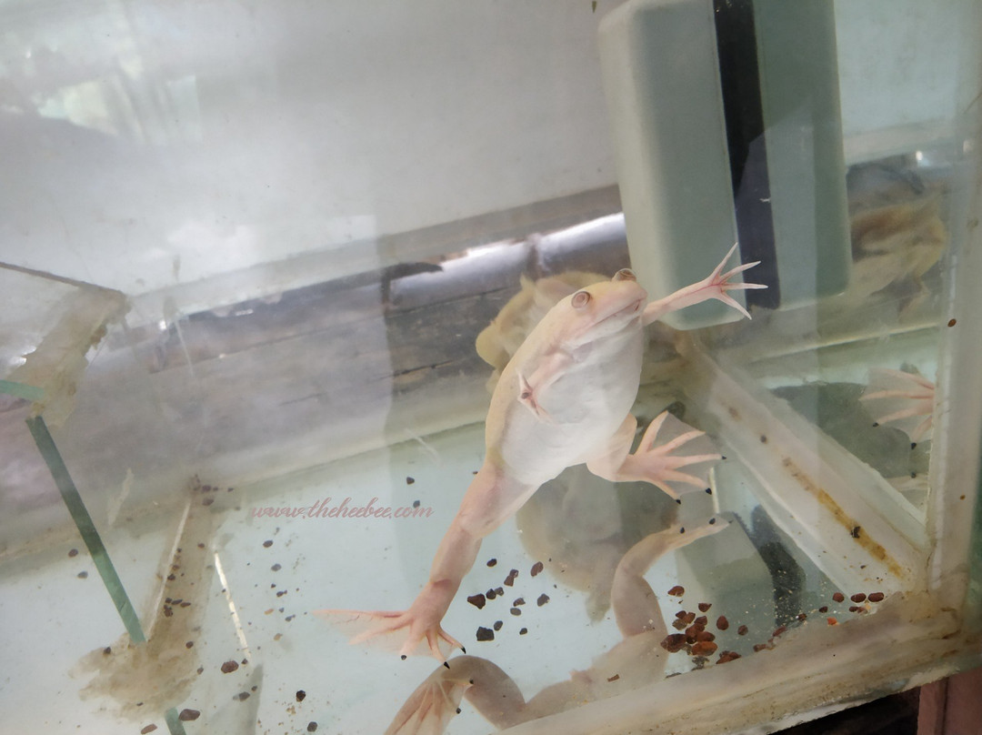 Prani, The Pet Sanctuary-班加罗尔必去景点