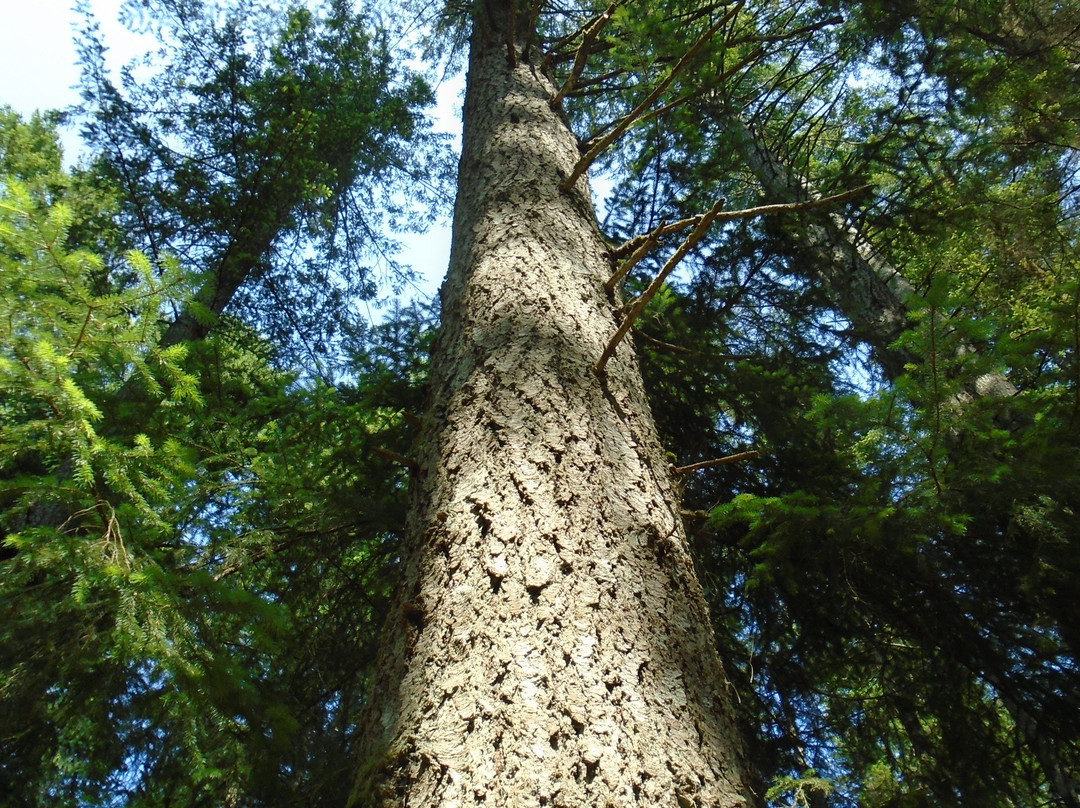 Beaver Lodge Forest Land景点图片