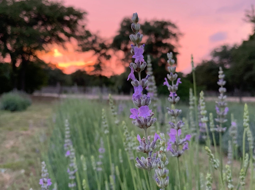 Hill Country Lavender Farm景点图片