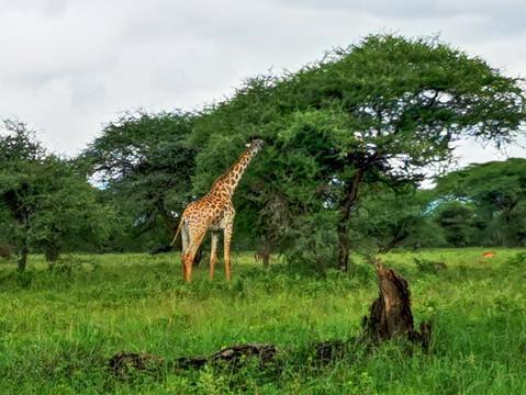 ZAFRICA TOURS AND SAFARIS-石头城必去景点