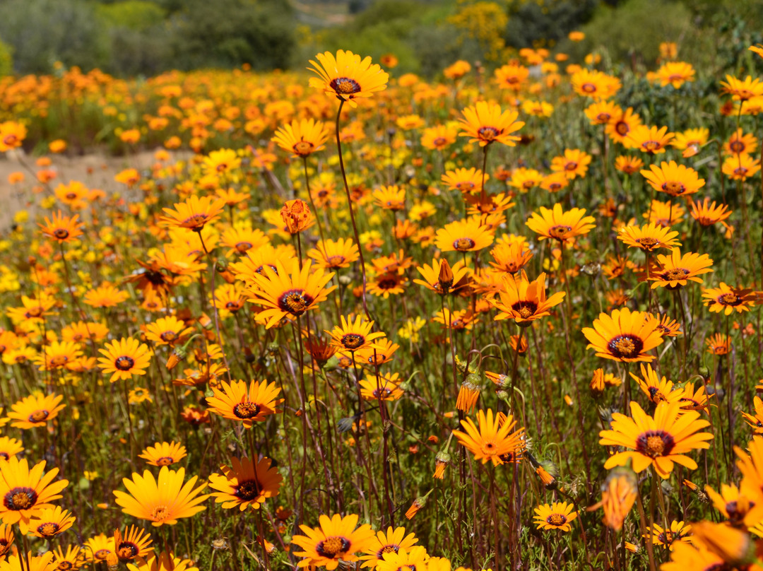 Skilpad Wild Flower Reserve-Garies必去景点