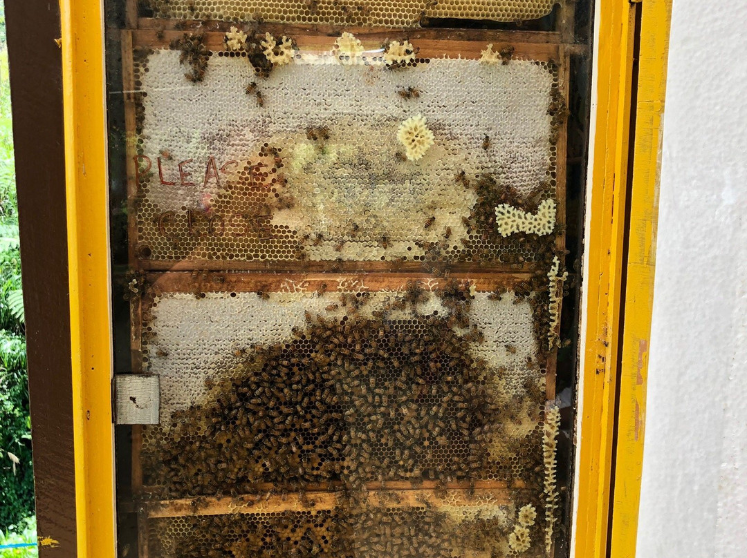 Cameron Tringkap Bee Farm景点图片