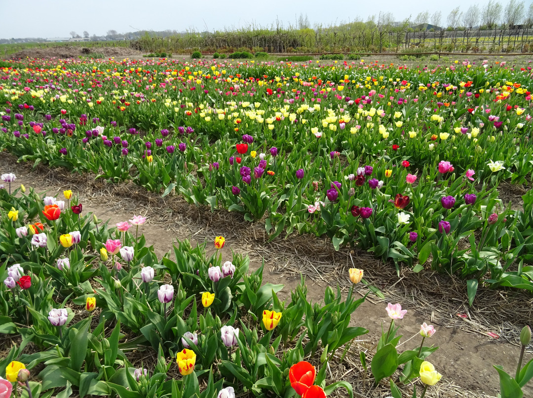 Snijbloemen Pluktuin Bakkum景点图片