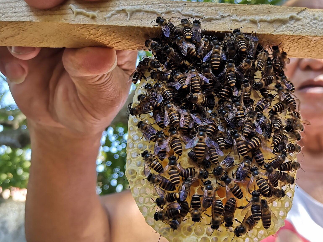 Omoyon Bee Farm景点图片