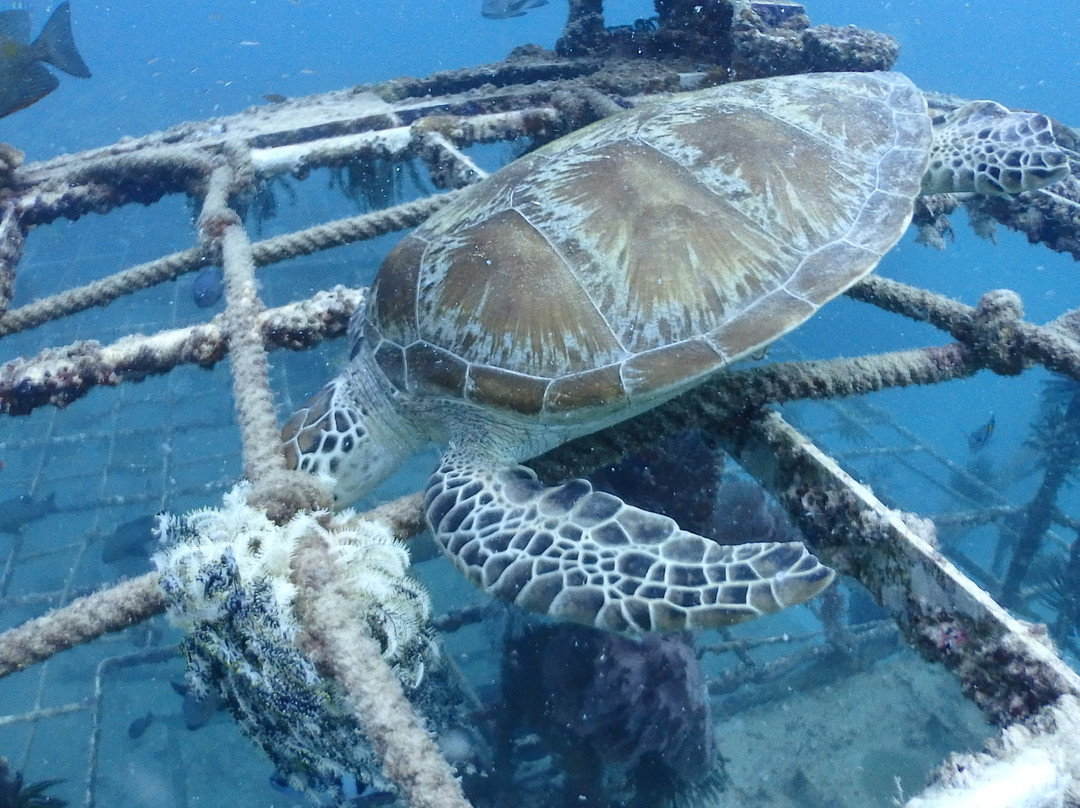 Scuba Jeff Guest House主图