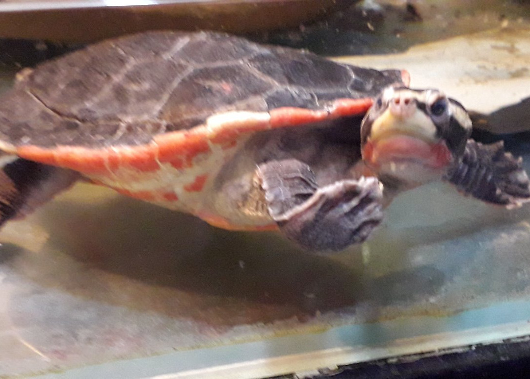Zoo Acquario di Imola-伊莫拉必去景点