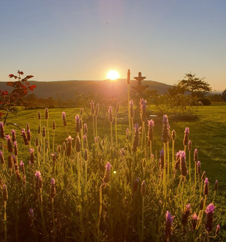 Thyme Out Weltevreden Farm主图