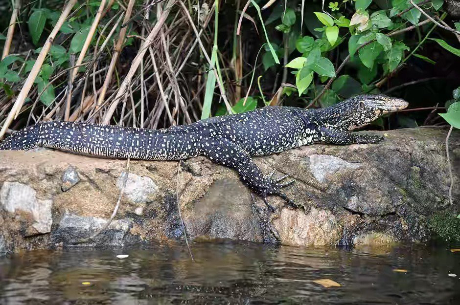 Muthurajawela Marsh-尼甘布必去景点