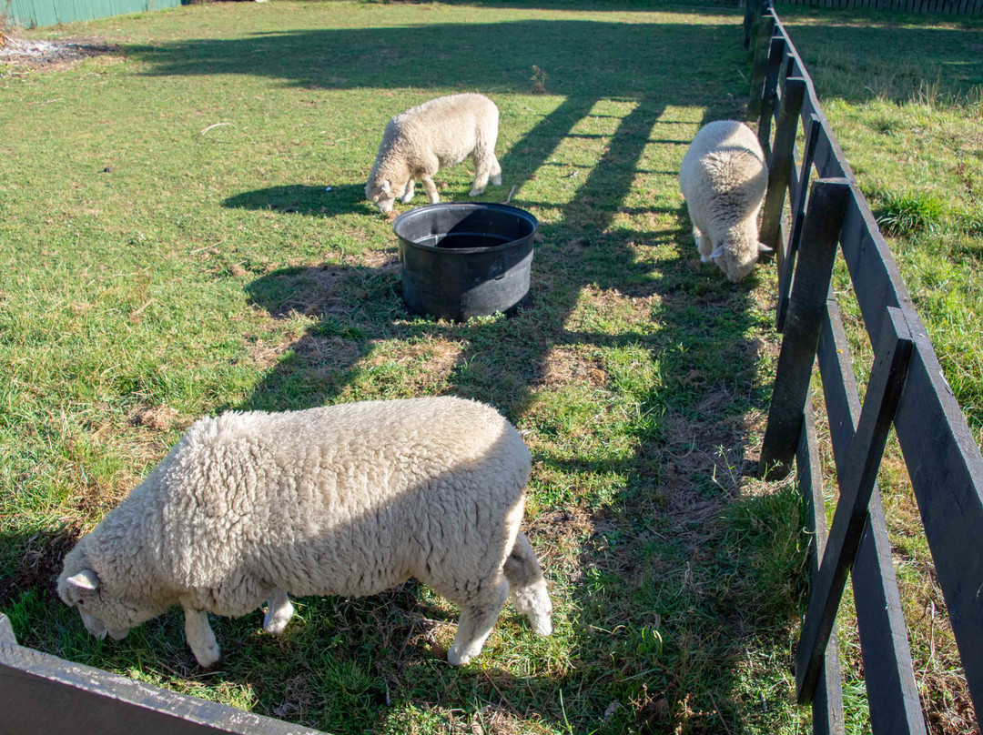 Kerry Lane Motel主图