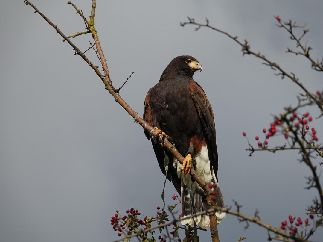 Edinburgh Falconry & Fishing-爱丁堡必去景点