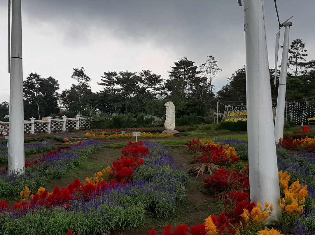 Celosia Flower Garden景点图片