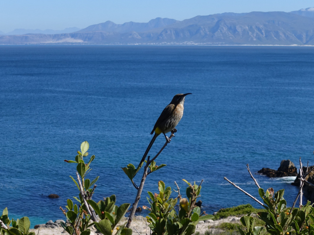 Marebella Seafront Guesthouse主图