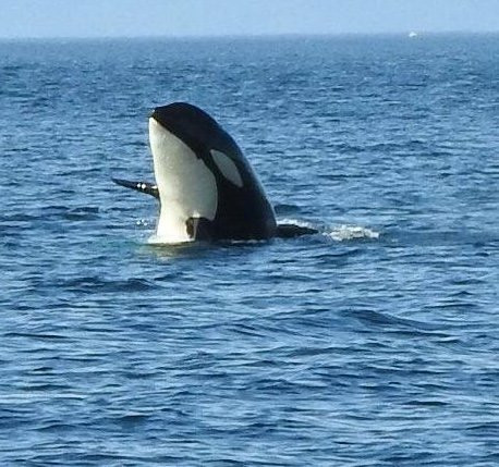 Vancouver Island Eles Escape B&b By The Sea主图