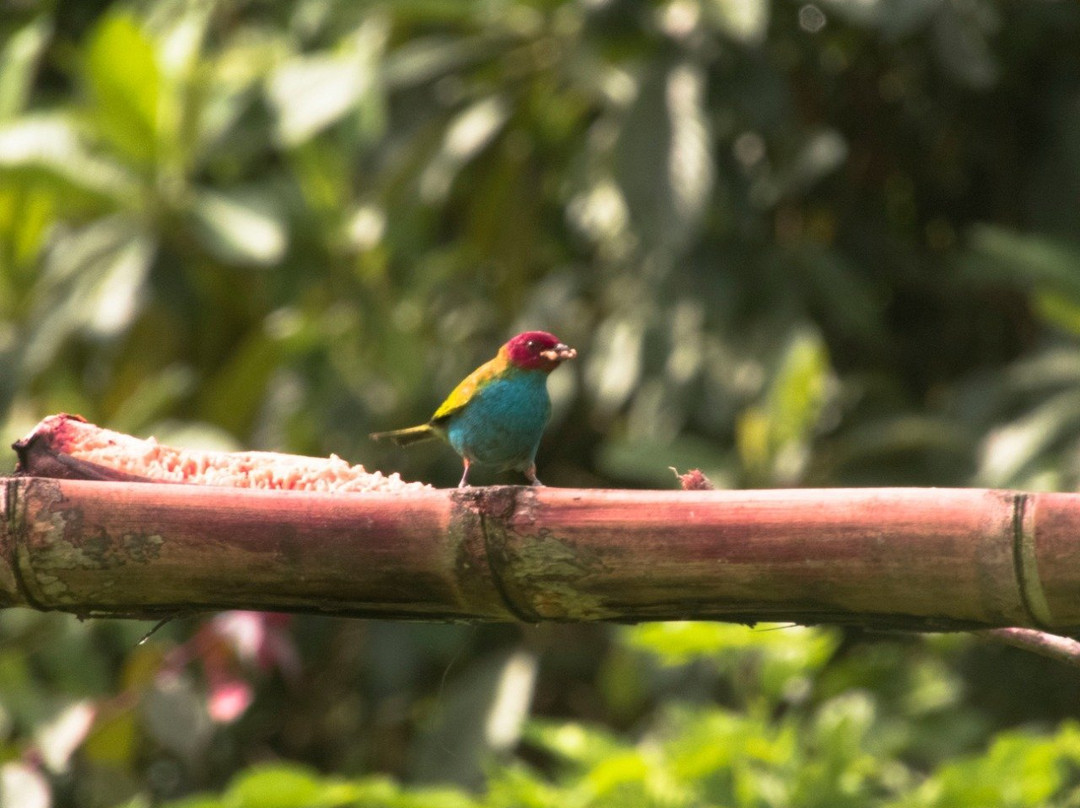 Balcones del Parque