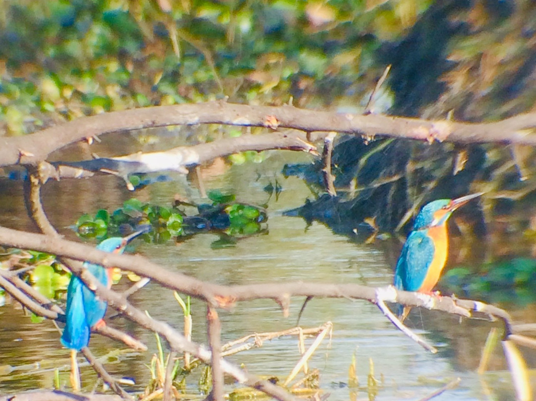 Hotel Bharatpur Ashok (Forest Lodge)主图