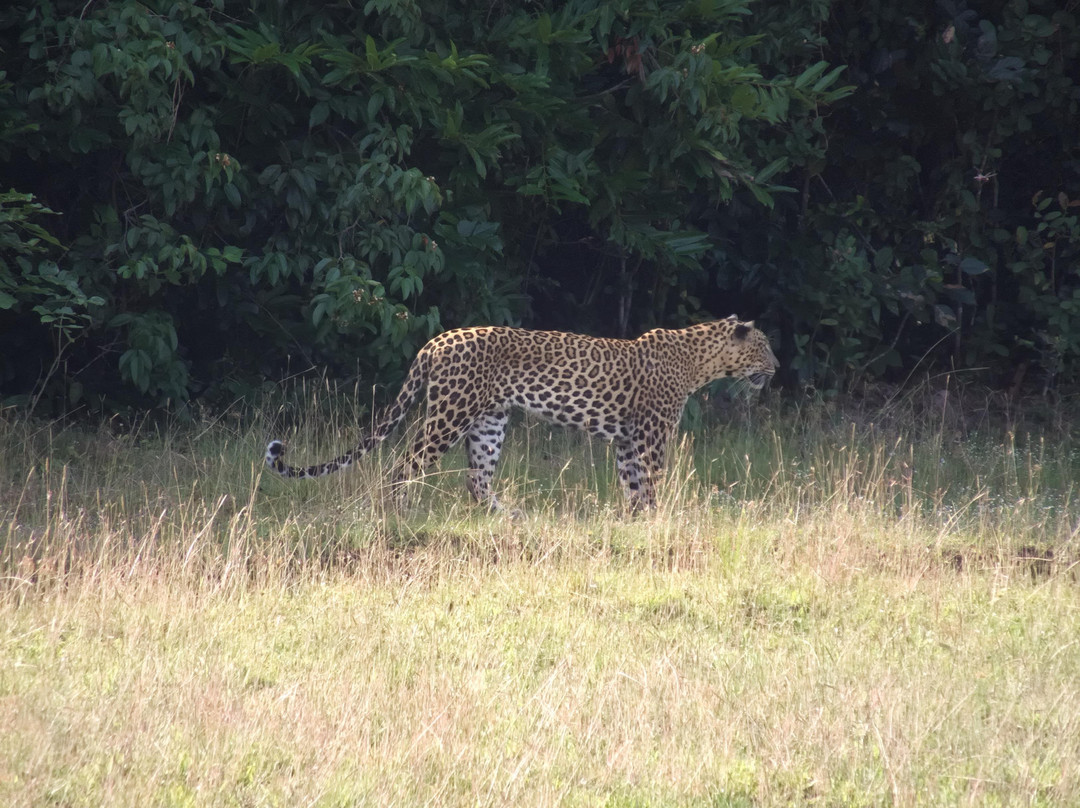 Attidiya旅游攻略图片