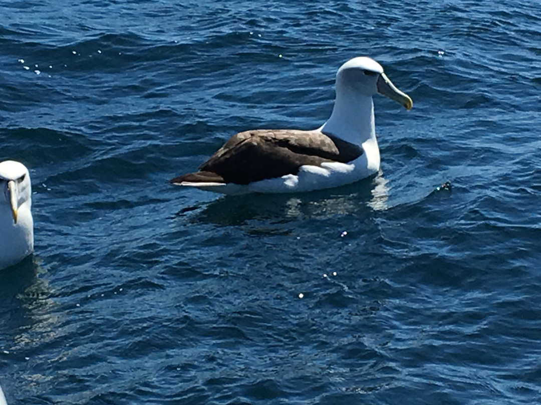 Aihe Wildlife Cruises & Water Taxi景点图片
