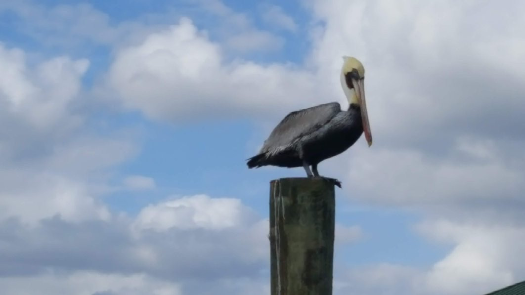 Marco Island Boat Tours-Goodland必去景点