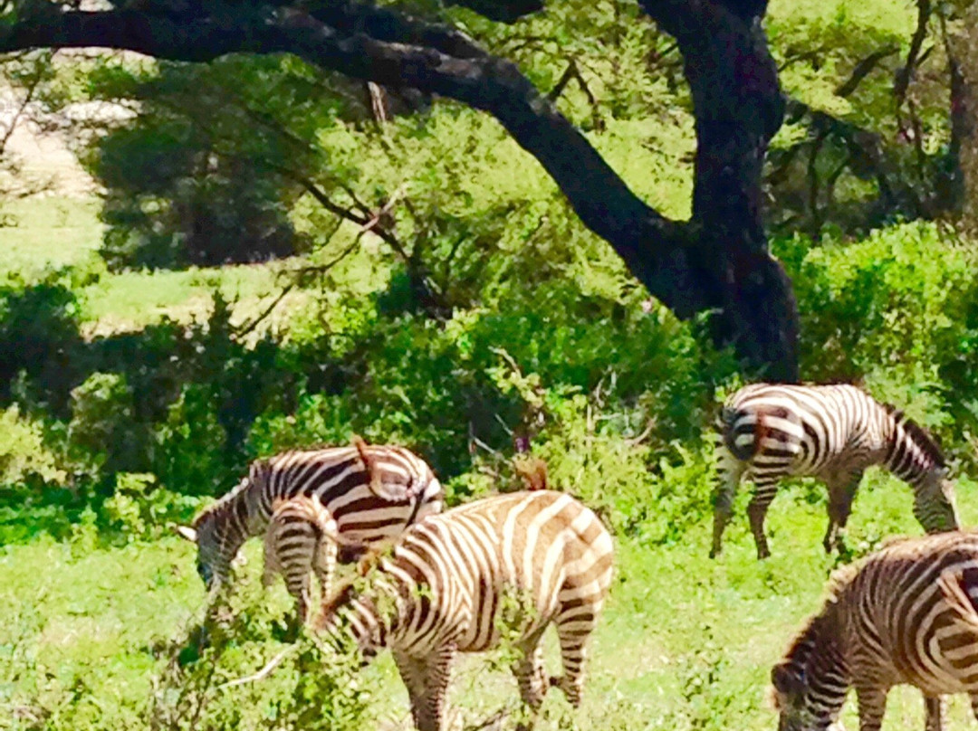 Savannah Southern Safaris-李文斯顿必去景点
