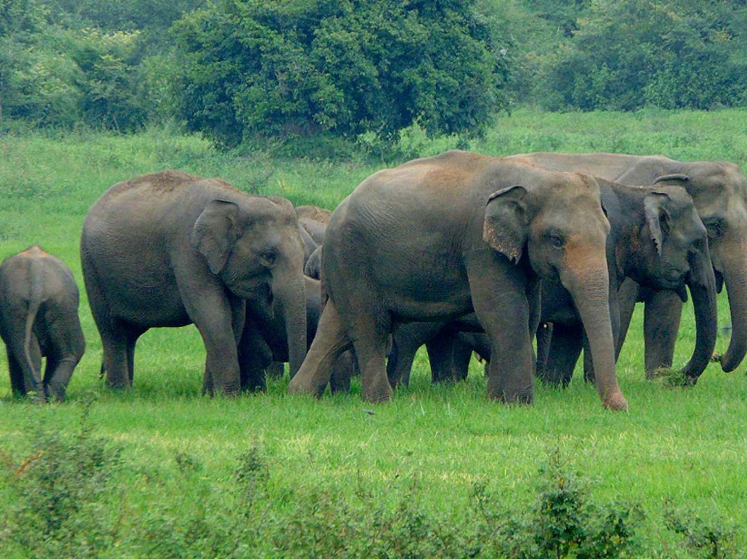 Wasgamuwa National Park景点图片