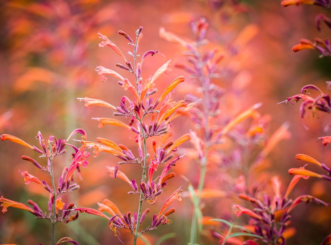 Gardens on Spring Creek-科林斯堡必去景点