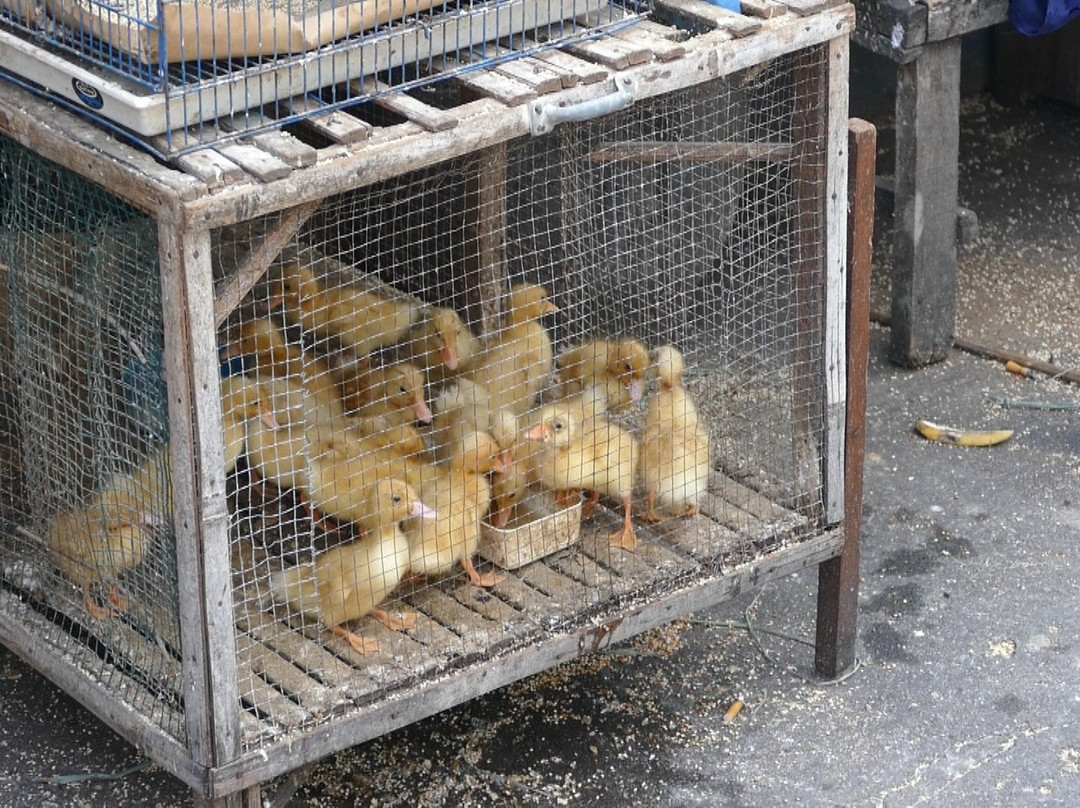 Birds and Flower Market Malang-玛琅必去景点
