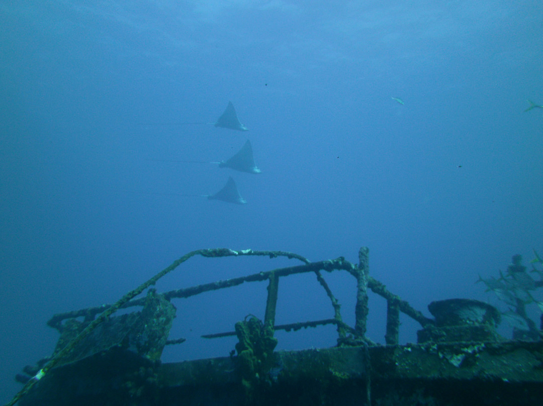 Scubaqua Dive Center景点图片