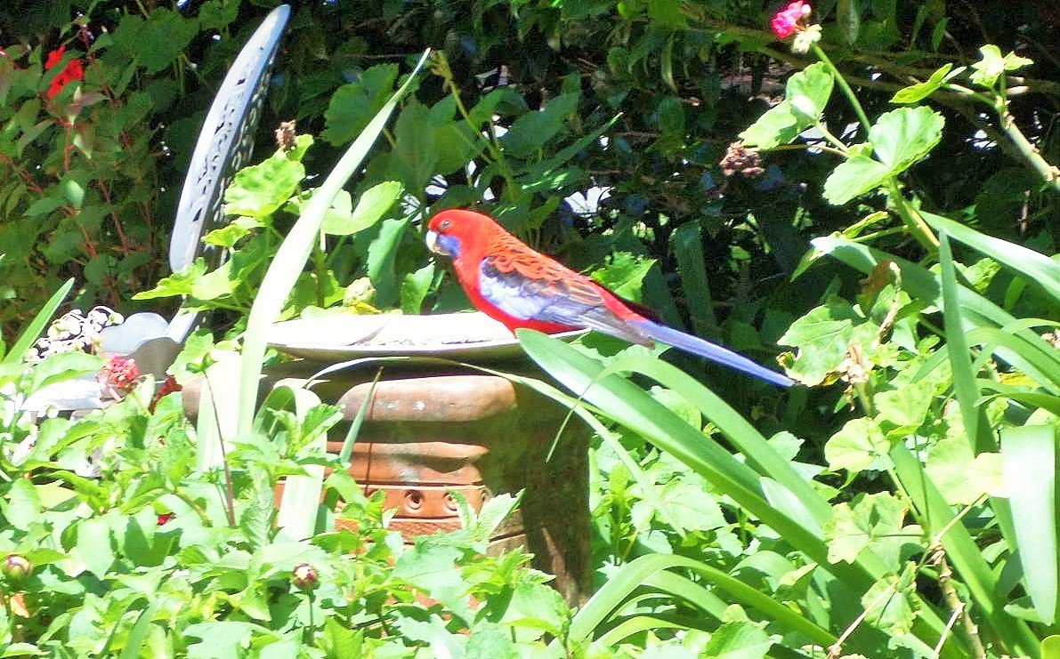 Rosellas On Springbrook-浴室