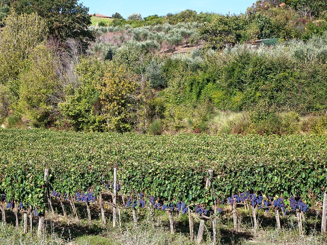 Metinella-蒙特普尔恰诺必去景点