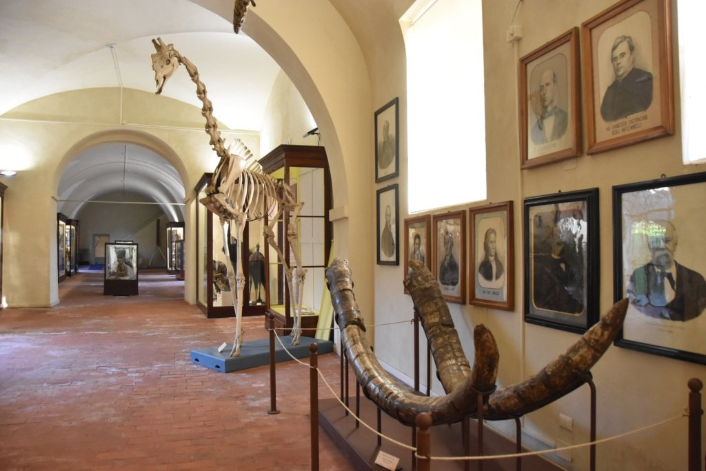 Museo di Storia Naturale - Universita di Pisa景点图片